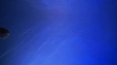 Slow Motion. Kırmızı elbiseli bir kız elinde bavulla suyun altında yüzüyor.