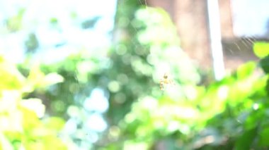 4k Spider on the web over green background