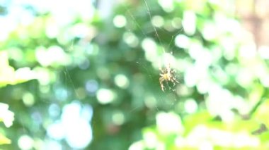 Close up macro shot of a European garden spider sitting in a spider web 