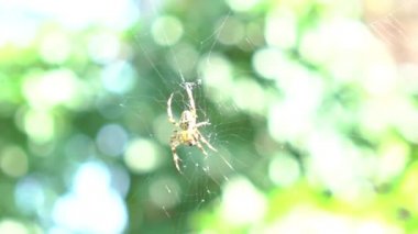 Slow Motion Wet spider waiting for the victim