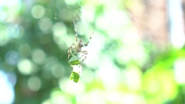 Yellow spider with black spots on the spider web with green background
