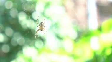 Slow Motion Spider on a spider web with a green background