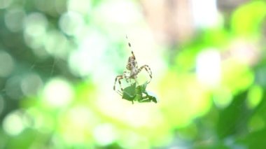 Blurred silhouette of a spider in a web on a blurred natural green background. 