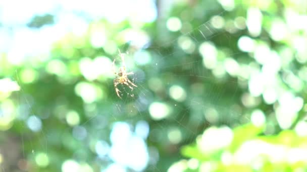 Slow Motion Spider Garden Spider Sits Web — Stockvideo