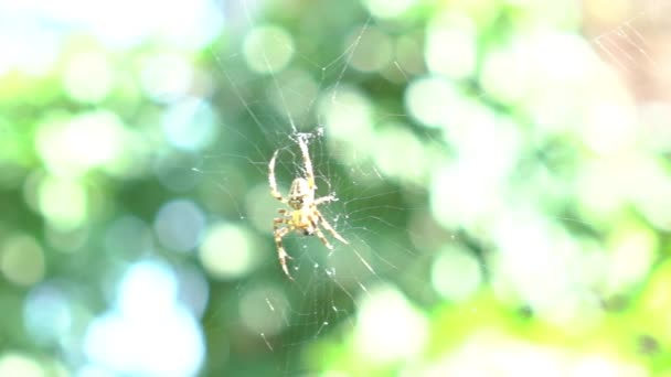 Slow Motion Wet Spider Waiting Victim — стоковое видео