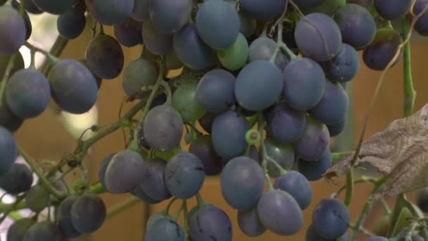 Slow Motion Purple Red Grapes Green Leaves Vine — Stockvideo