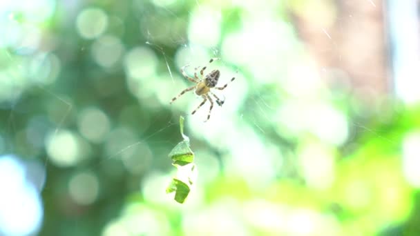 Slow Motion Garden Spider Its Web Showing Details Spider Body — Stock video