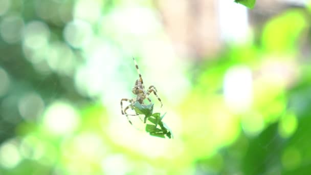 Slow Motion Spider Making Web Morning Light — Stockvideo