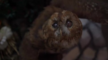 4K stuffed owl on the wall. Magical christmas owl