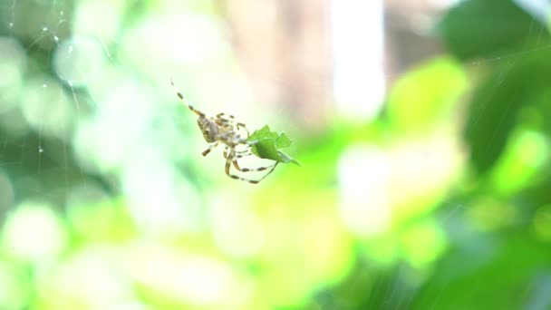 Slow Motion Common Garden Spider Web — Stock video