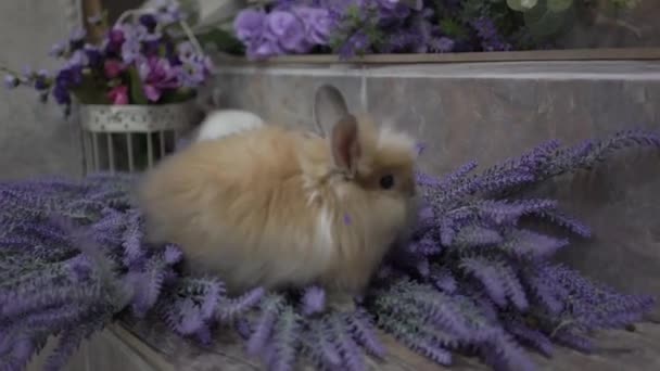 Пасхальный Кролик Сиренью Заднем Плане — стоковое видео