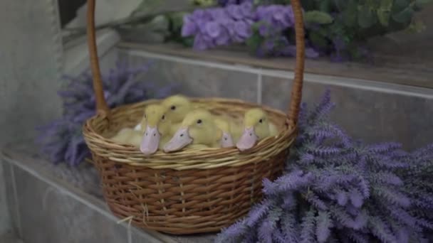 Yellow Duckling Wicker Basket Next Lavender Flowers — 비디오