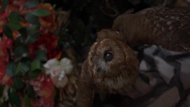 Stuffed Owl Wall Hunter House Magical Christmas Owl — Vídeo de stock