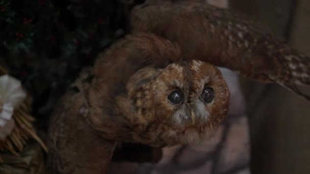 Large Stuffed Owl Sits Stand Magical Christmas Owl — Stockvideo