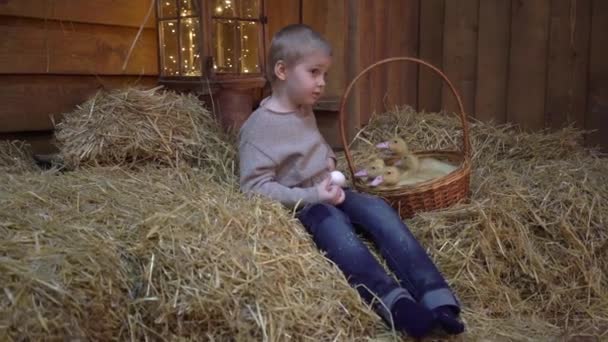 Cute Child Playing Little Ducklings — Video