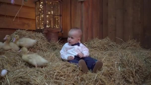 Cute Little Child Boy Ducklings Springtime Playing Together — Video