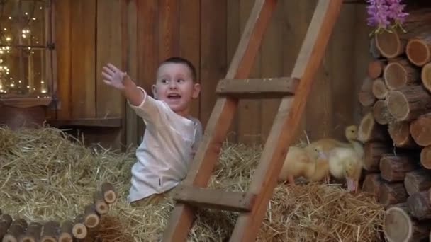 Baby Boy Playing Animal Hayloft Yellow Fluffy Ducklings — 图库视频影像