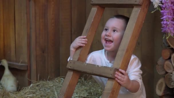 Slow Motion Happy Little Boy Played Cute Fluffy Easter Ducklings — Stock video