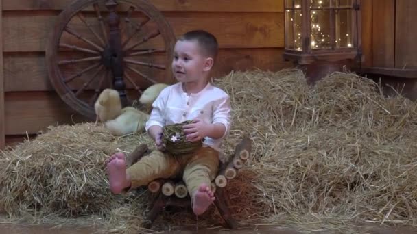 Slow Motion Curly Haired Boy Ducklings Eggs Hay — Stockvideo