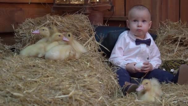 Slow Motion Cute Little Boy Sitting Indoor Little Ducks — Stockvideo