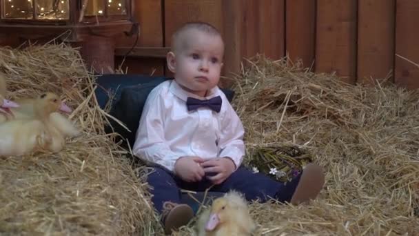 Slow Motion Little Boy Son Rabbit Ducks Sitting Hay — Stockvideo