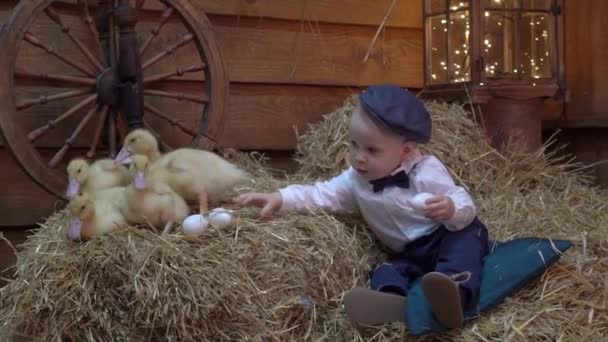 Slow Motion Cute Boy Plays Ducklings Easter Day — Stockvideo