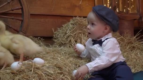 Easter Composition Small Boy Plays Communicates Group Ducklings — Vídeo de stock