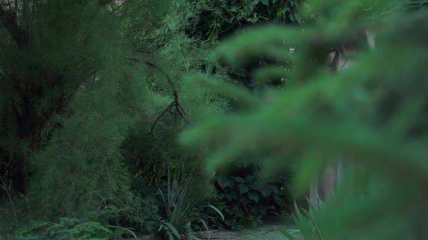 Повільний Рух Ельф Жінка Сукні Лісі — стокове відео