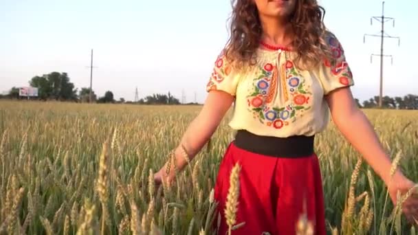 Young Woman Ukraine Folk Traditional Costume Golden Wheat Field — Stock video