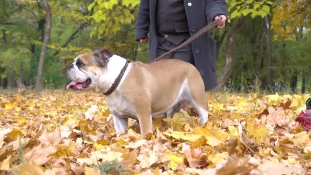 Chico Cámara Lenta Traje Negro Bosque Con Bulldog Perro — Vídeos de Stock