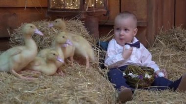 Baby boy playing with an animal in the hayloft. Yellow fluffy ducklings. 