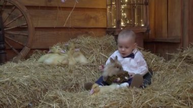 Slow Motion happy little boy is played with cute fluffy easter ducklings.