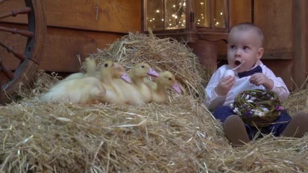 Slow Motion Easter Card Cute Boy Sits Next Rabbits Ducklings — ストック動画