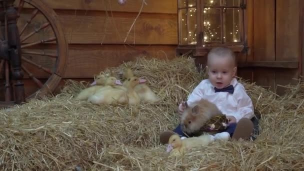 Child Sits Wooden Wall Hay Looking Fluffy Duckling — Vídeos de Stock