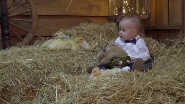 Baby Boy Playing Animal Hayloft Yellow Fluffy Ducklings — Stockvideo