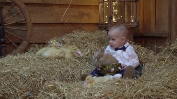 Slow Motion Easter Card Cute Boy Sits Next Rabbits Ducklings — Video