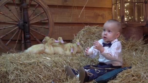 Baby Boy Playing Animal Hayloft Yellow Fluffy Ducklings — Stockvideo