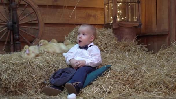 Slow Motion Little Boy Plays Ducklings Rabbit — Stockvideo