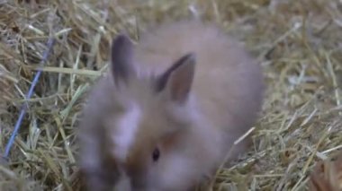 Cute rabbit small bunny domestic pet with long ears and fluffy fur coat in hay