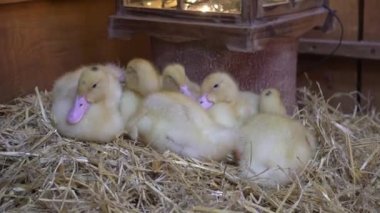 Küçük sarı ördek yavruları samanlı bir yuvada oturuyorlar.. 