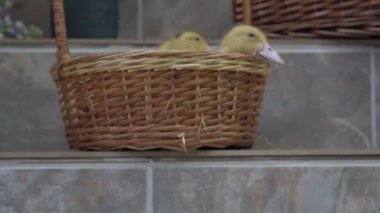 Slow Motion Little ducklings sit in a basket against the background of a flowers