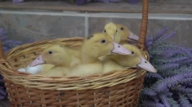 Yavaş hareket eden sarı ördek yavruları çiçeklerle dolu bir sepette oturuyorlar.