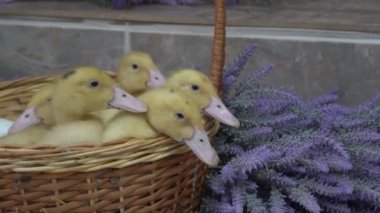 Yavaş hareket eden küçük ördekler, bir sepetin içinde çiçeklerin arkasında otururlar.
