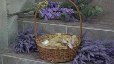 Hasır sepetteki lavanta çiçeklerinin yanında Yavaş Hareket ördek yavrusu