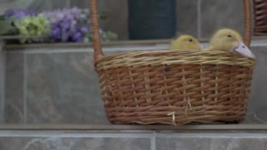 Sepetteki küçük ördekler. Paskalya bahar arkaplanı