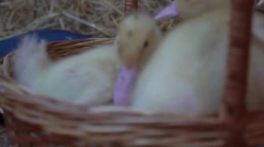 Sepetteki küçük ördekler. Paskalya bahar arkaplanı