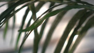 Slow Motion Houseplant küçük yeşil palmiye ağacı 