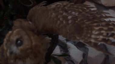 A large stuffed owl. Brown dummy owl home decoration.
