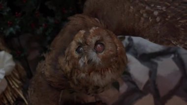 Slow Motion stuffed owl on the wall in hunter house. Magical christmas owl