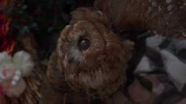 Arka planda kısa kulaklı bir baykuşun yakın plan portresi